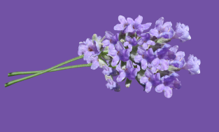 Nobel Sparrow Funeral Services
